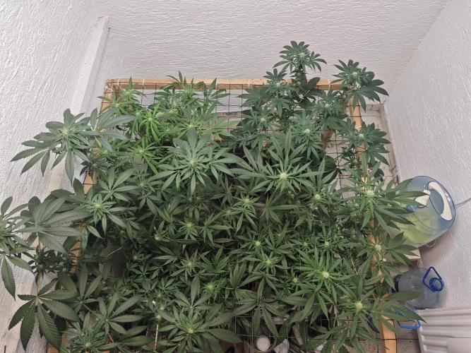 Franco-Lemon-Banana. Week 11