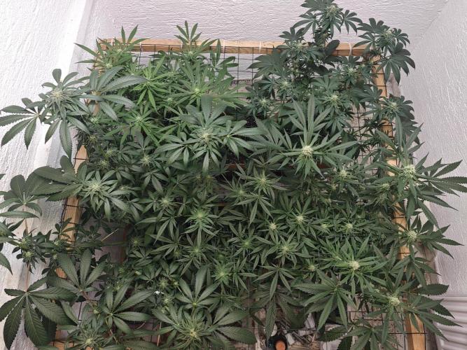 Franco-Lemon-Banana. Week 12