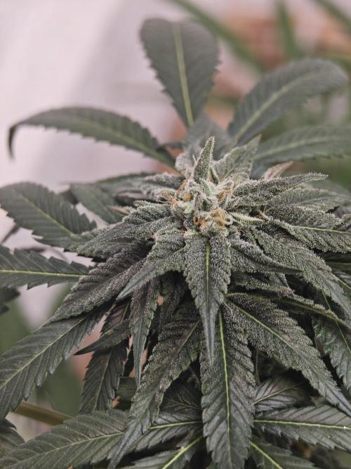 Franco-Lemon-Banana. Week 12