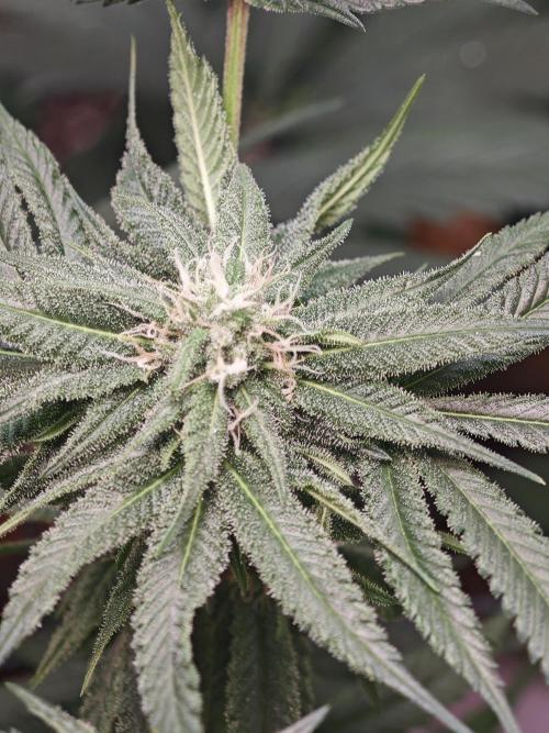 Franco-Lemon-Banana. Week 12