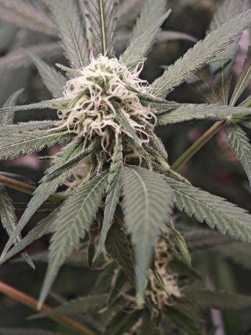 Franco-Lemon-Banana. Week 12