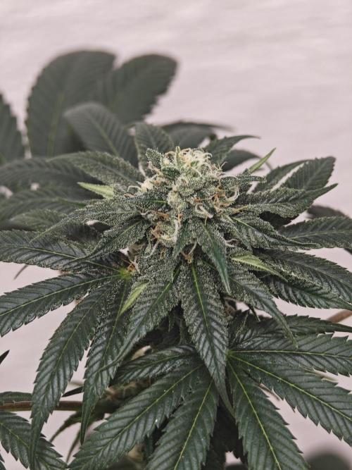 Franco-Lemon-Banana. Week 12