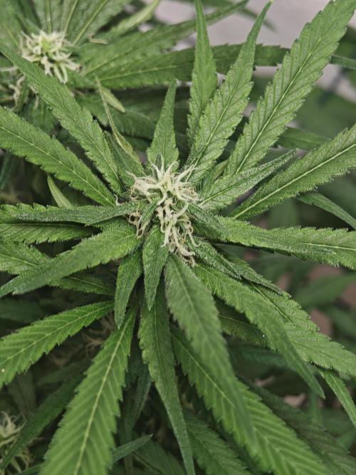 Franco-Lemon-Banana. Week 12