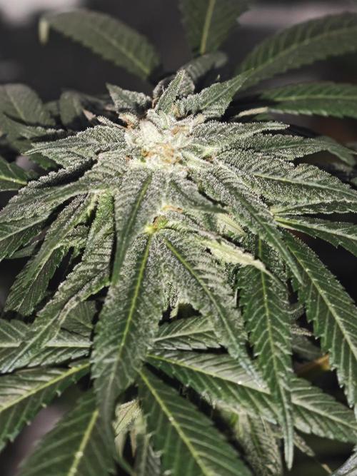 Franco-Lemon-Banana. Week 12