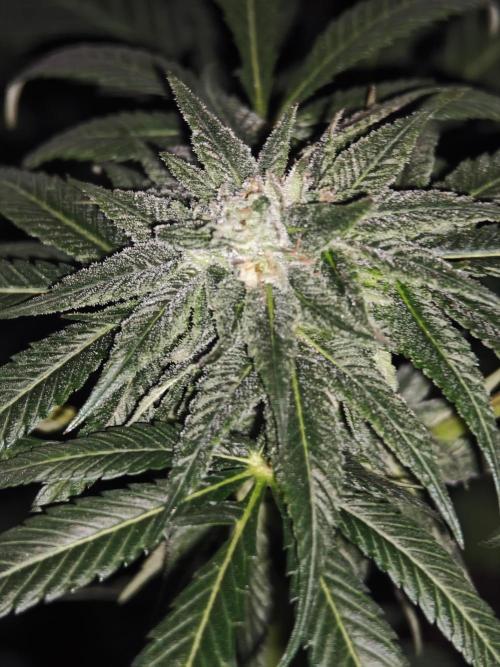 Franco-Lemon-Banana. Week 12