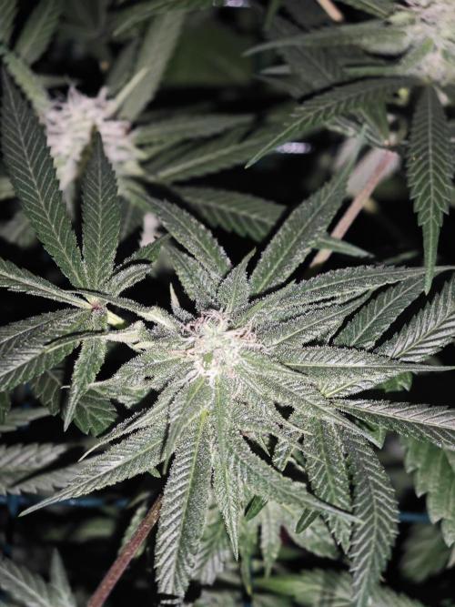 Franco-Lemon-Banana. Week 12