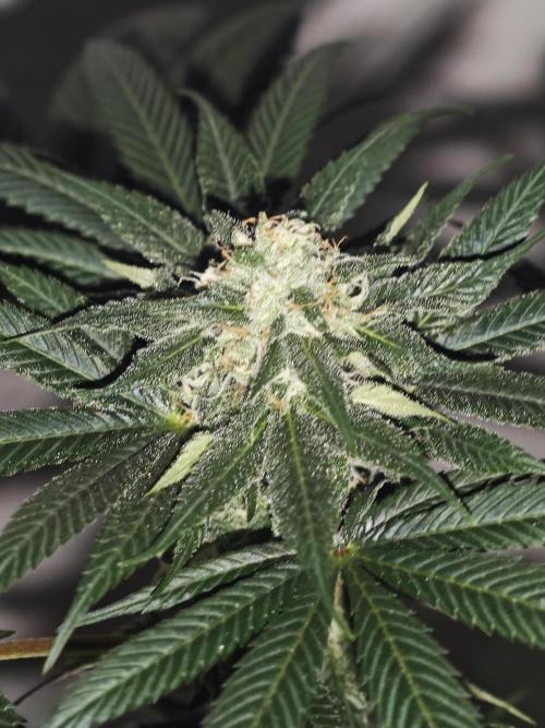 Franco-Lemon-Banana. Week 12