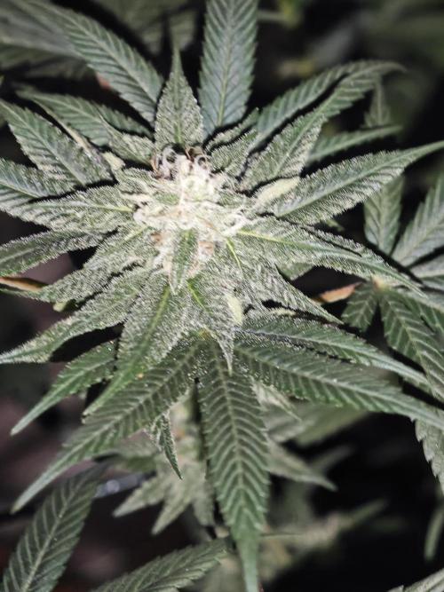 Franco-Lemon-Banana. Week 12