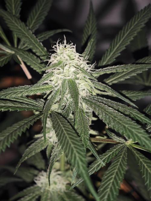 Franco-Lemon-Banana. Week 12