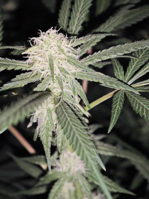 Franco-Lemon-Banana. Week 12