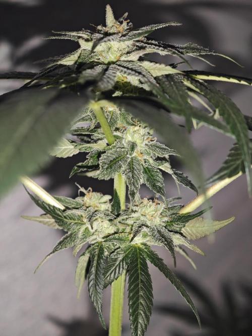 Franco-Lemon-Banana. Week 12