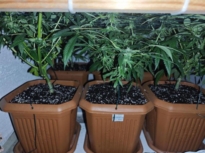 Franco-Lemon-Banana. Week 12