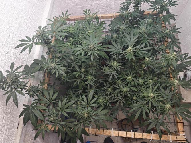 Franco-Lemon-Banana. Week 13