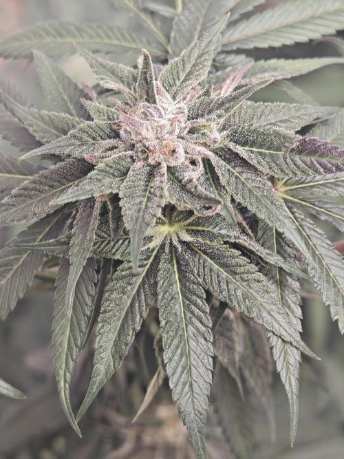 Franco-Lemon-Banana. Week 13