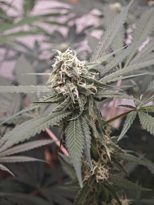 Franco-Lemon-Banana. Week 13