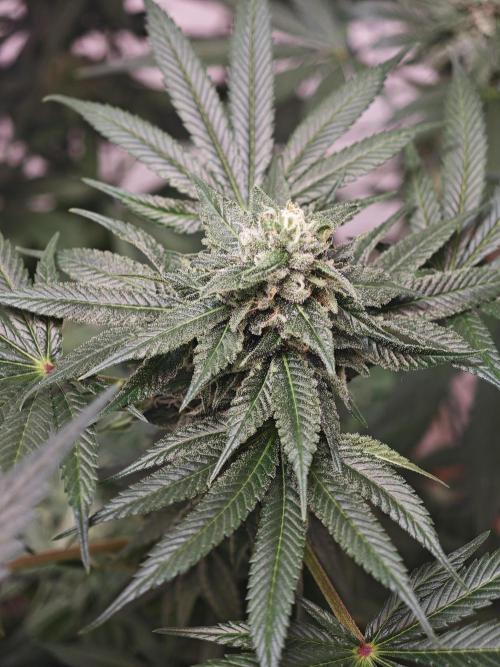 Franco-Lemon-Banana. Week 13