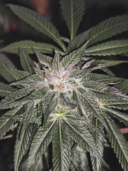 Franco-Lemon-Banana. Week 13