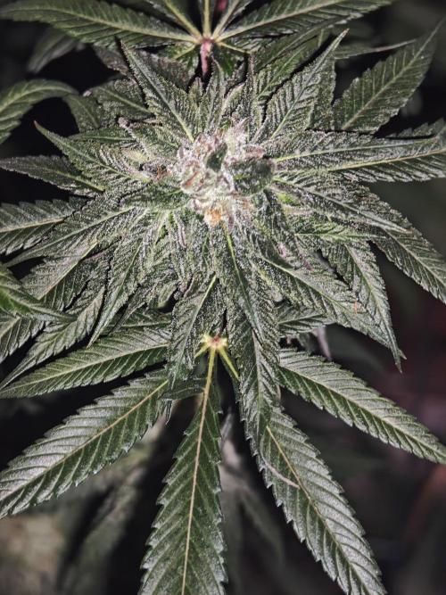 Franco-Lemon-Banana. Week 13