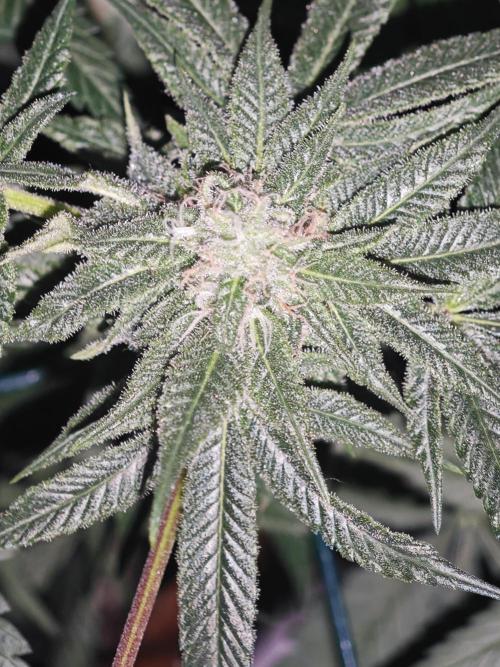 Franco-Lemon-Banana. Week 13
