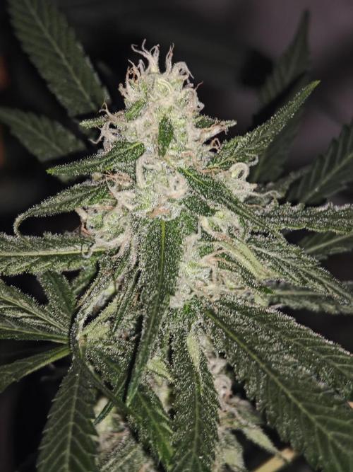 Franco-Lemon-Banana. Week 13