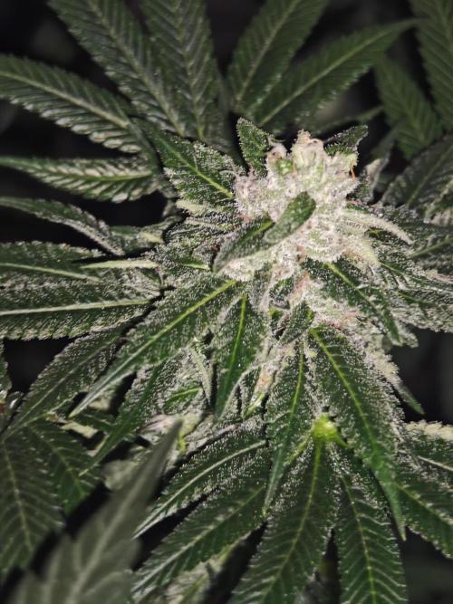 Franco-Lemon-Banana. Week 13
