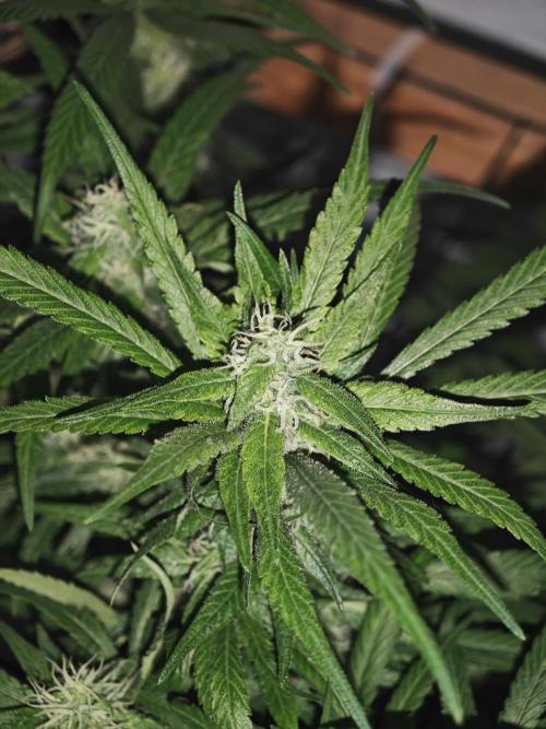 Franco-Lemon-Banana. Week 13
