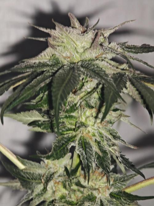 Franco-Lemon-Banana. Week 13