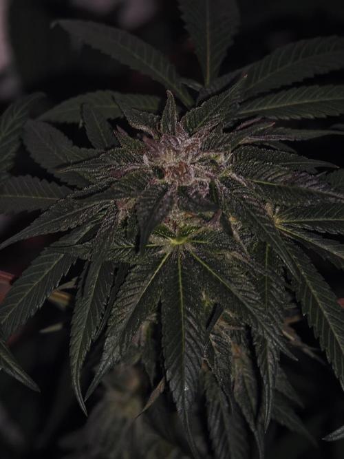 Franco-Lemon-Banana. Week 13