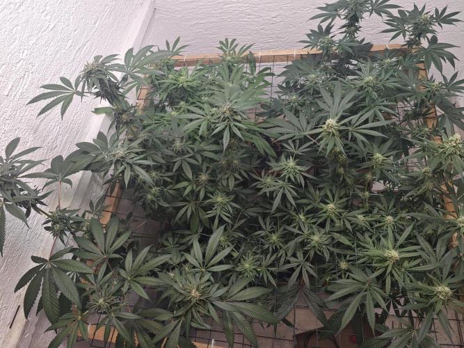 Franco-Lemon-Banana. Week 13