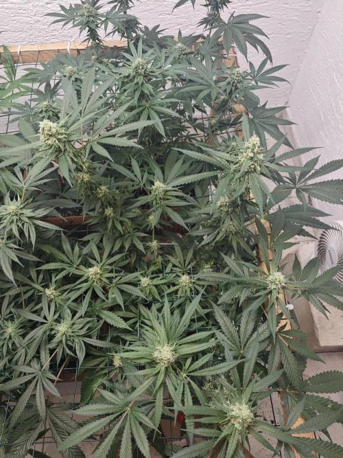 Franco-Lemon-Banana. Week 13