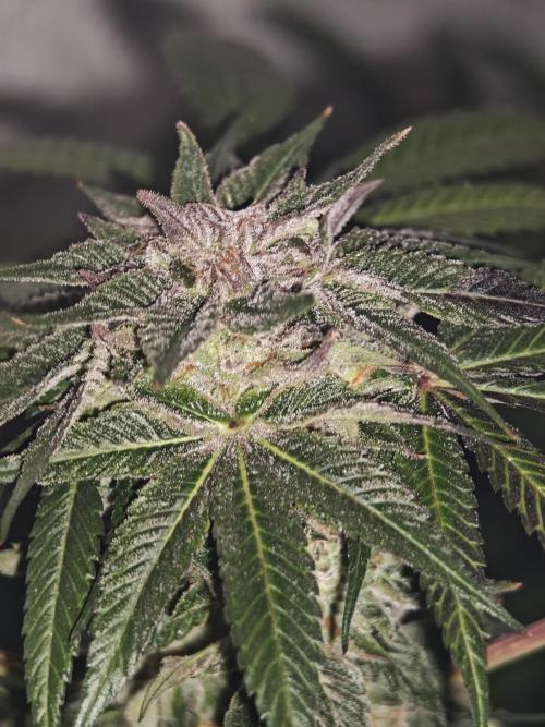 Franco-Lemon-Banana. Week 14