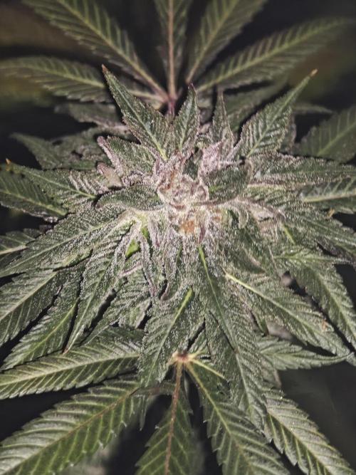 Franco-Lemon-Banana. Week 14