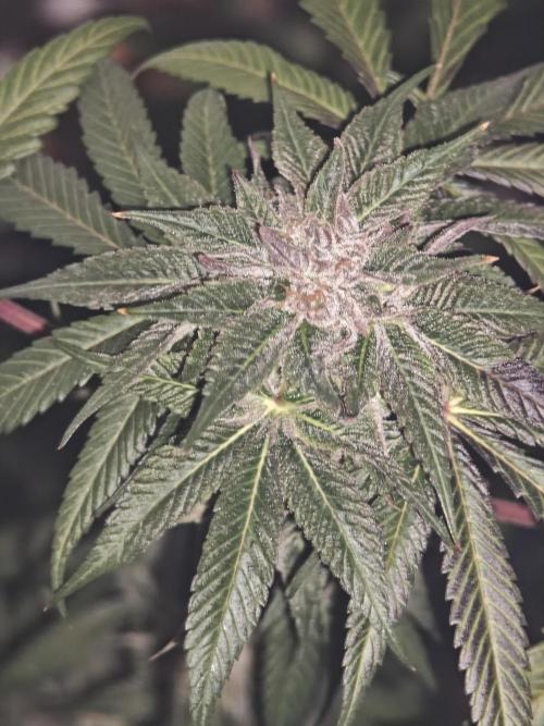 Franco-Lemon-Banana. Week 14