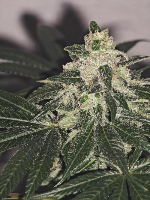 Franco-Lemon-Banana. Week 14