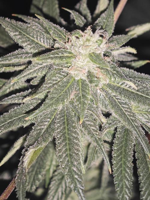 Franco-Lemon-Banana. Week 14