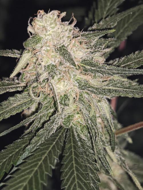 Franco-Lemon-Banana. Week 14