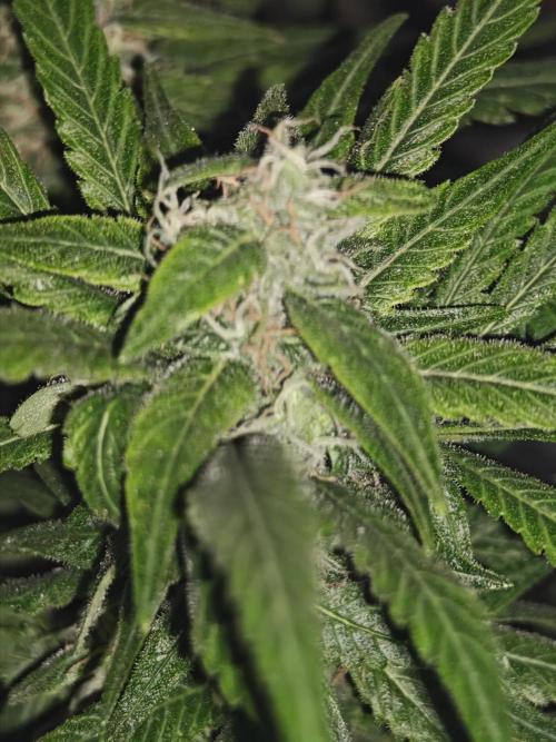 Franco-Lemon-Banana. Week 14