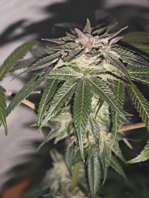 Franco-Lemon-Banana. Week 14