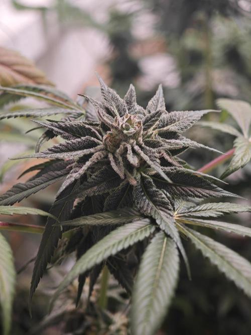 Franco-Lemon-Banana. Week 14