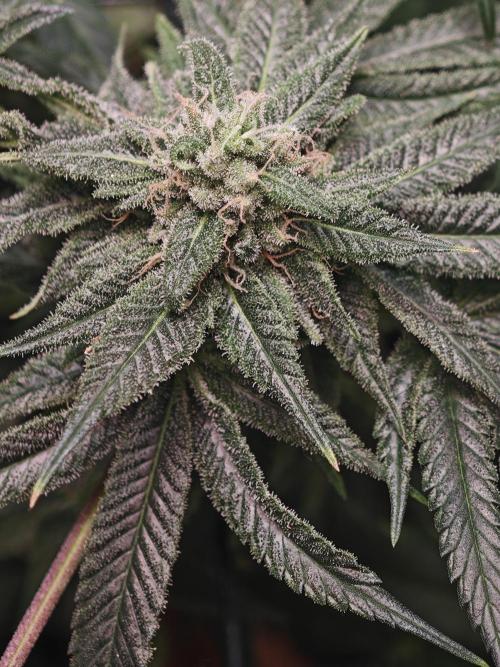 Franco-Lemon-Banana. Week 14