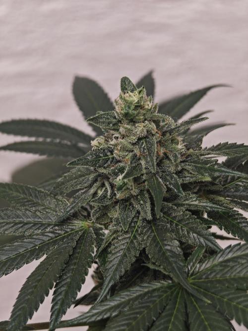Franco-Lemon-Banana. Week 14
