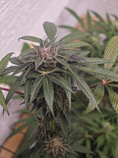 Franco-Lemon-Banana. Week 14