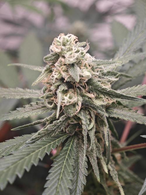 Franco-Lemon-Banana. Week 14