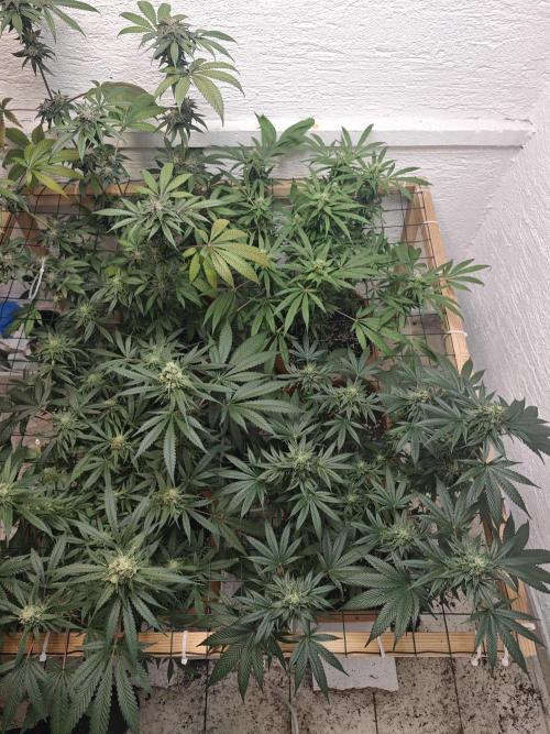 Franco-Lemon-Banana. Week 14