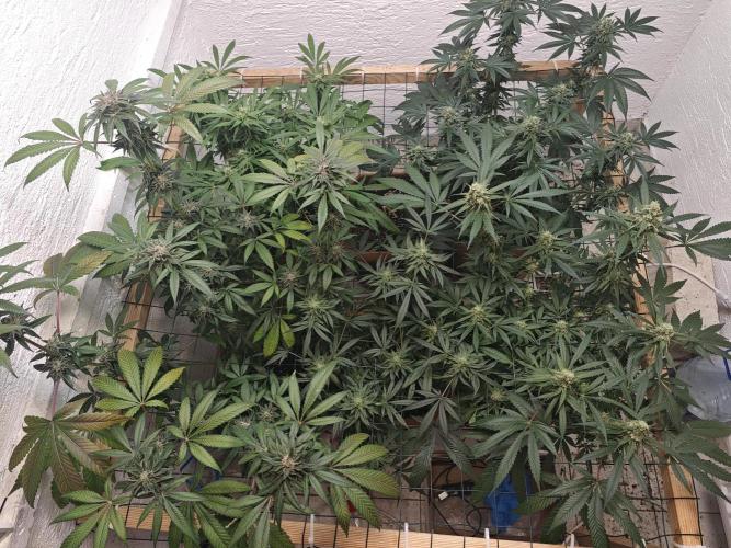 Franco-Lemon-Banana. Week 14