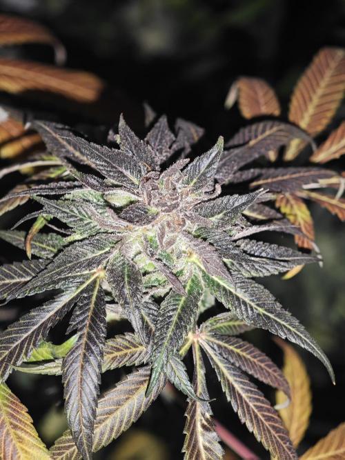Franco-Lemon-Banana. Week 15