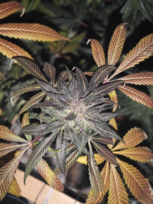Franco-Lemon-Banana. Week 15