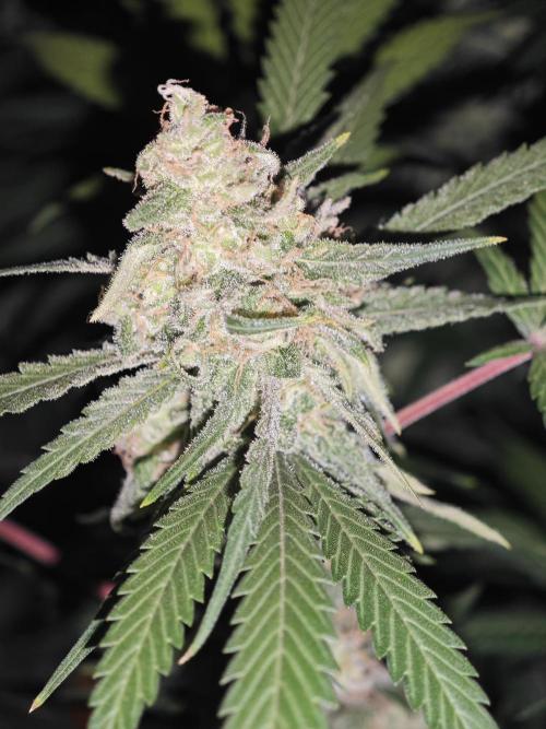 Franco-Lemon-Banana. Week 15