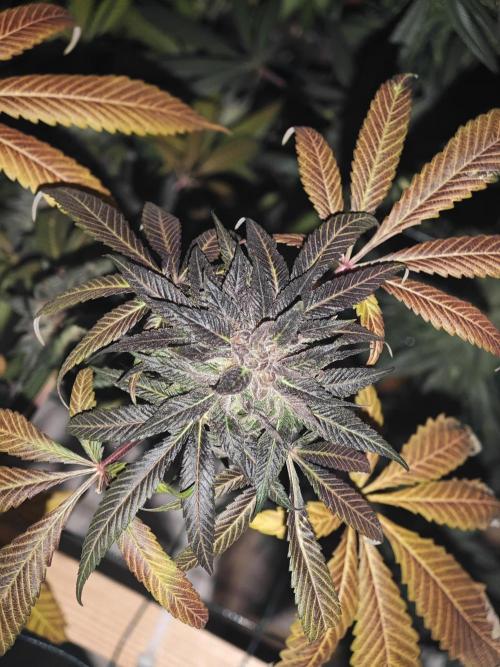 Franco-Lemon-Banana. Week 15