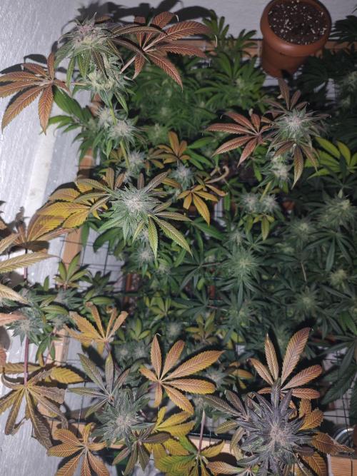 Franco-Lemon-Banana. Week 15